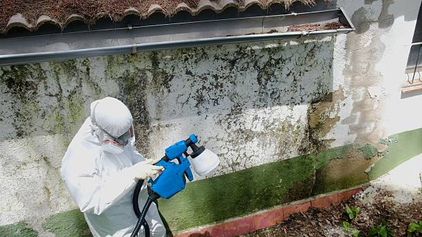Top rated local Mold Remediation specialists in Nokomis, IL